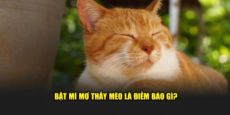 Bật mí mơ thấy mèo là điềm báo gì?